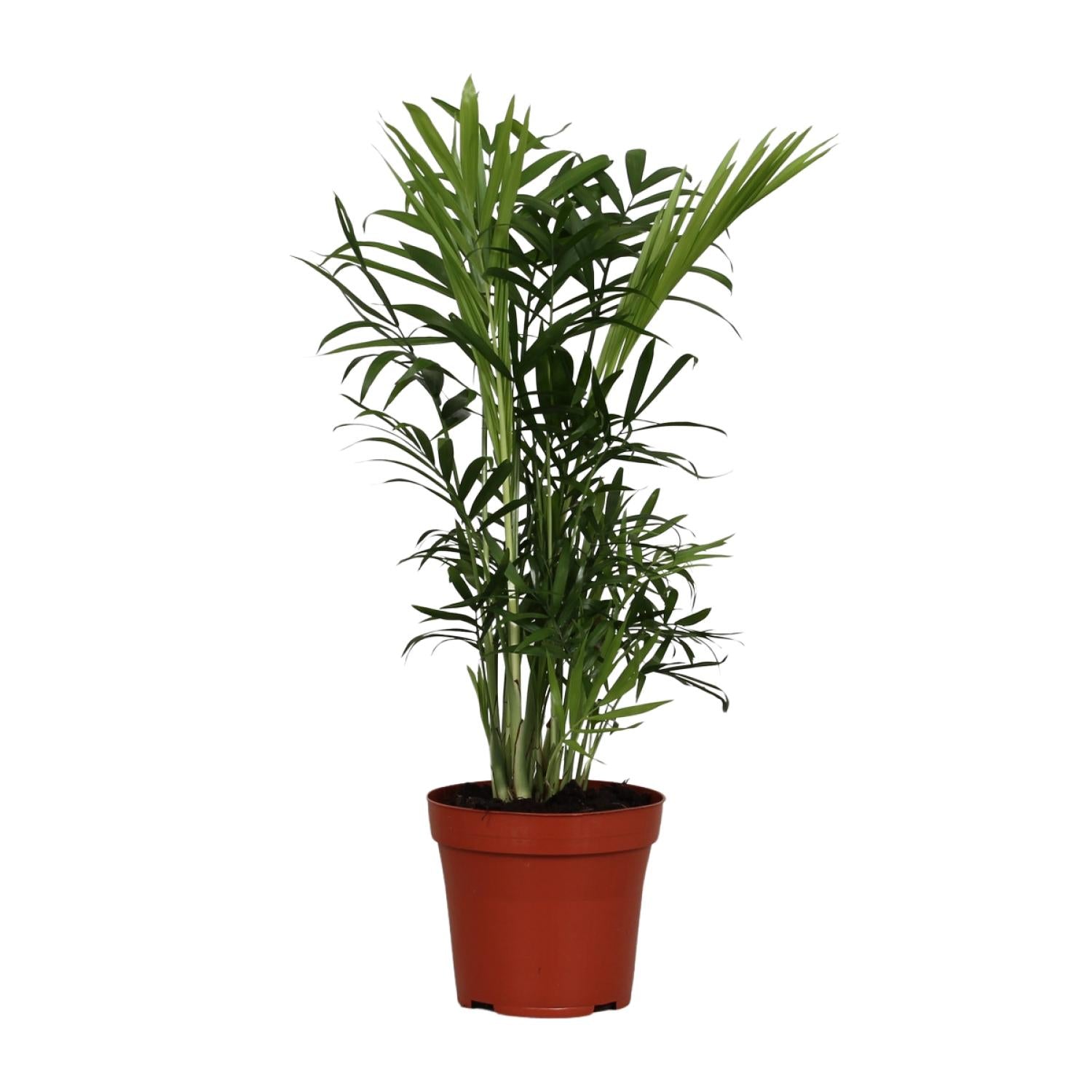 Chamaedorea elegans – Klein