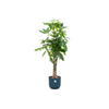 Pachira aquatica (XXL) + Sierpot