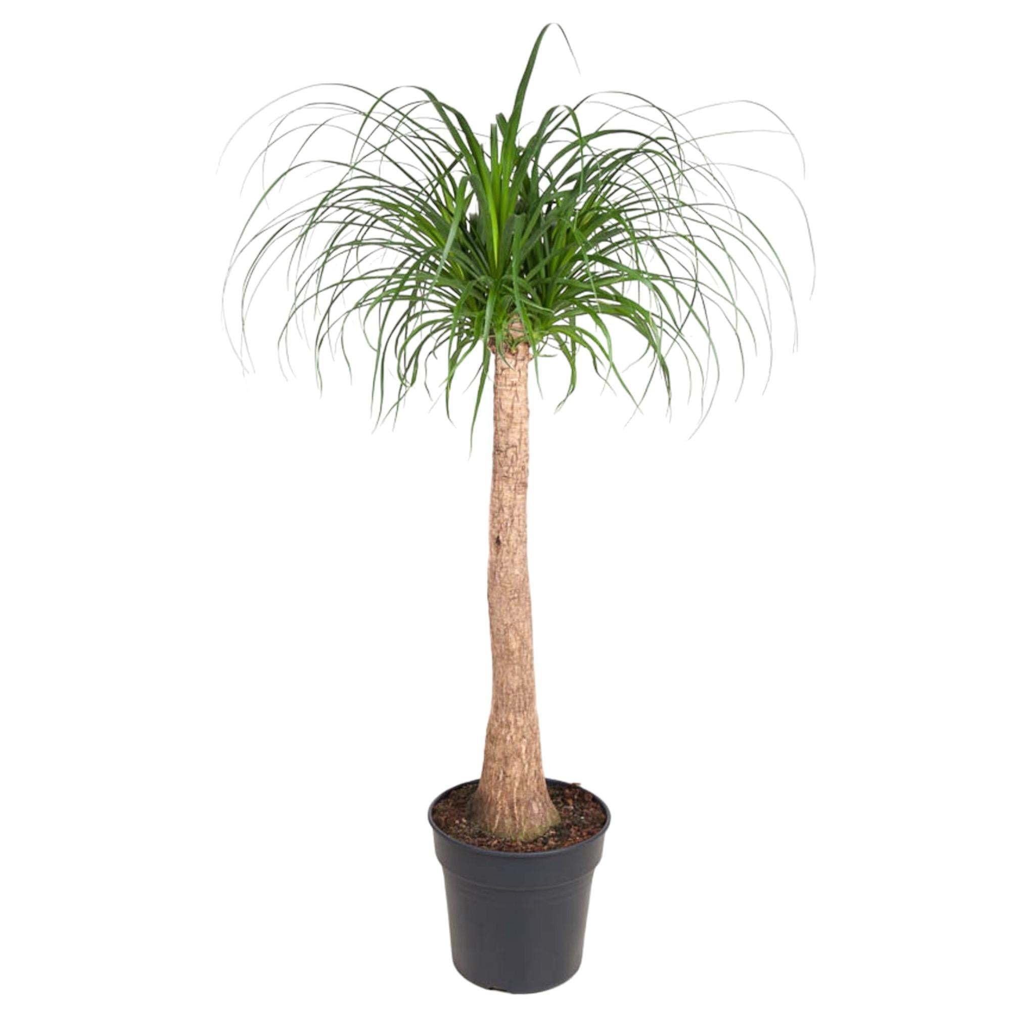 Beaucarnea Recurvata – Groot