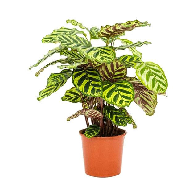 Calathea ‘Makoyana’ – Groot