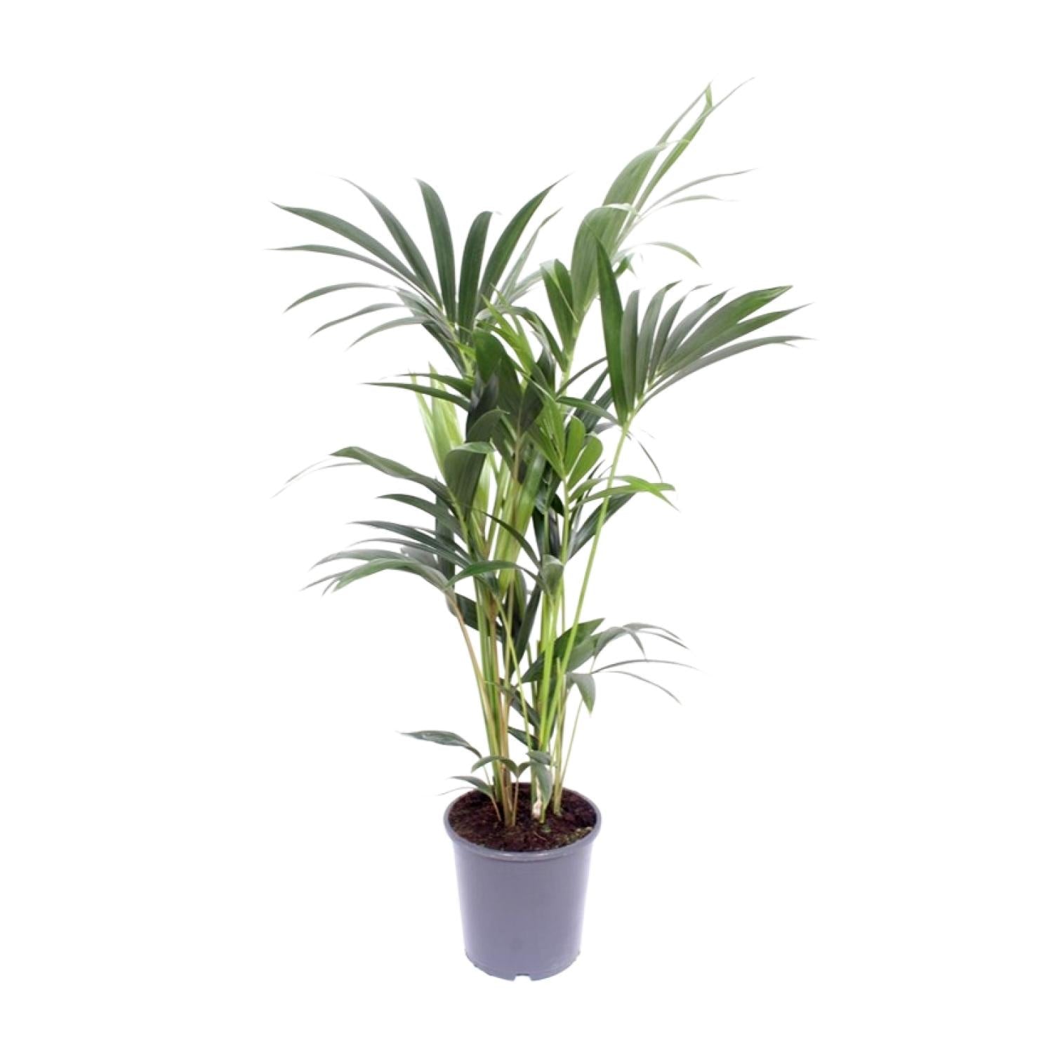 Howea forsteriana – Medium