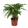 Calathea ‘Bluegrass’