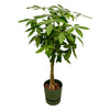 Pachira aquatica (XXL) + Sierpot