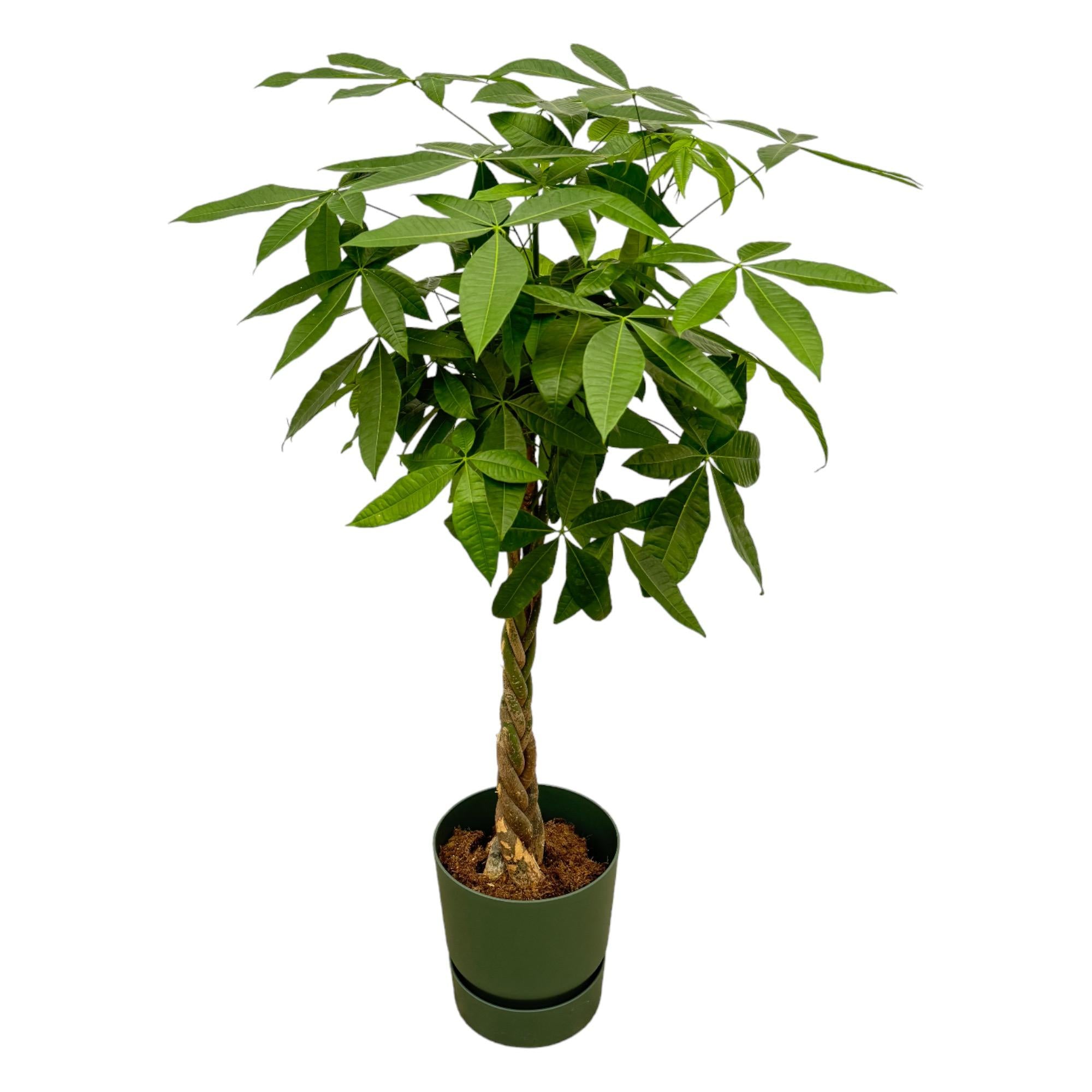 Pachira aquatica (XXL) + Sierpot