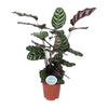 Calathea 'Makoyana' - X-Large