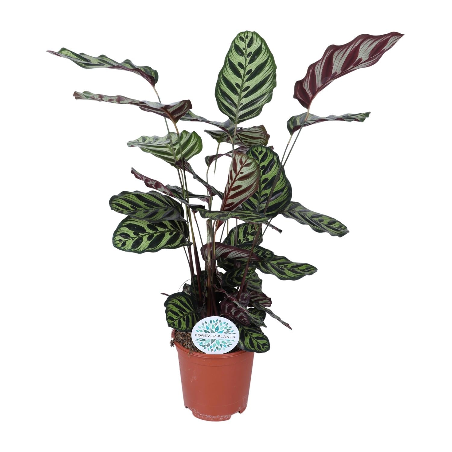Calathea ‘Makoyana’ – Extra Groot