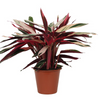 Stromanthe ‘Triostar’ - X-Large