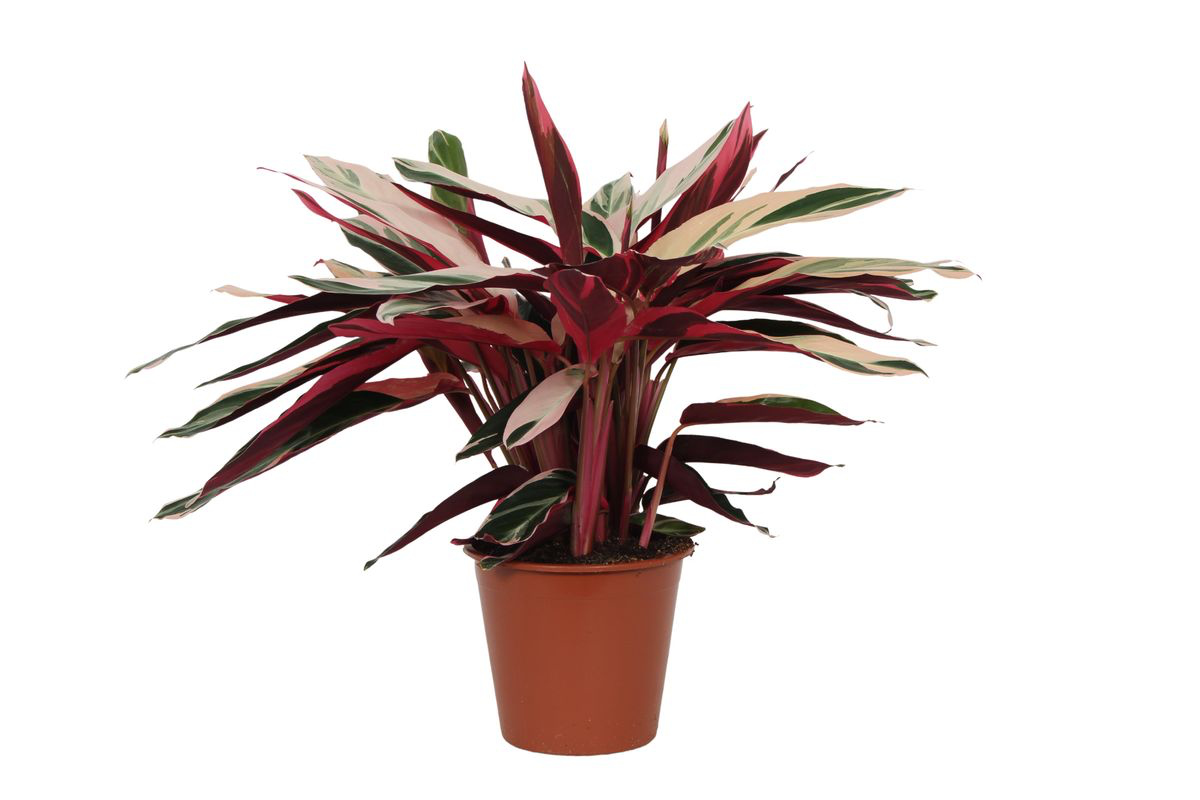 Stromanthe ‘Triostar’ – Extra Groot