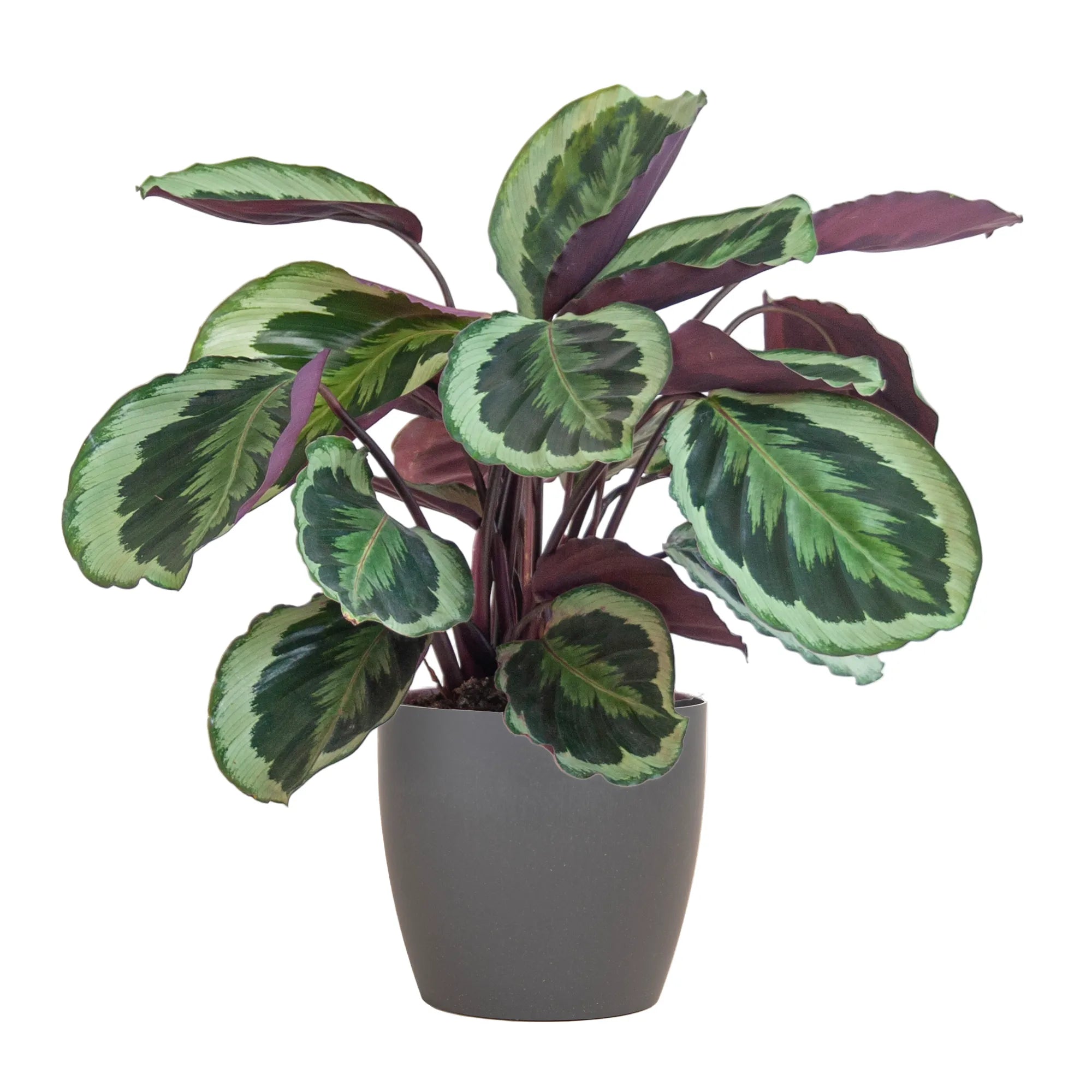 Calathea ‘Medallion’ + Sierpot