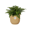 Asplenium Antiquum Parvati + Sierpot