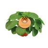 Pilea Peperomioides - Medium