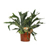 Platycerium bifurcatum – Extra Groot