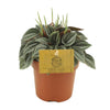 Peperomia 'Napoli Nights'