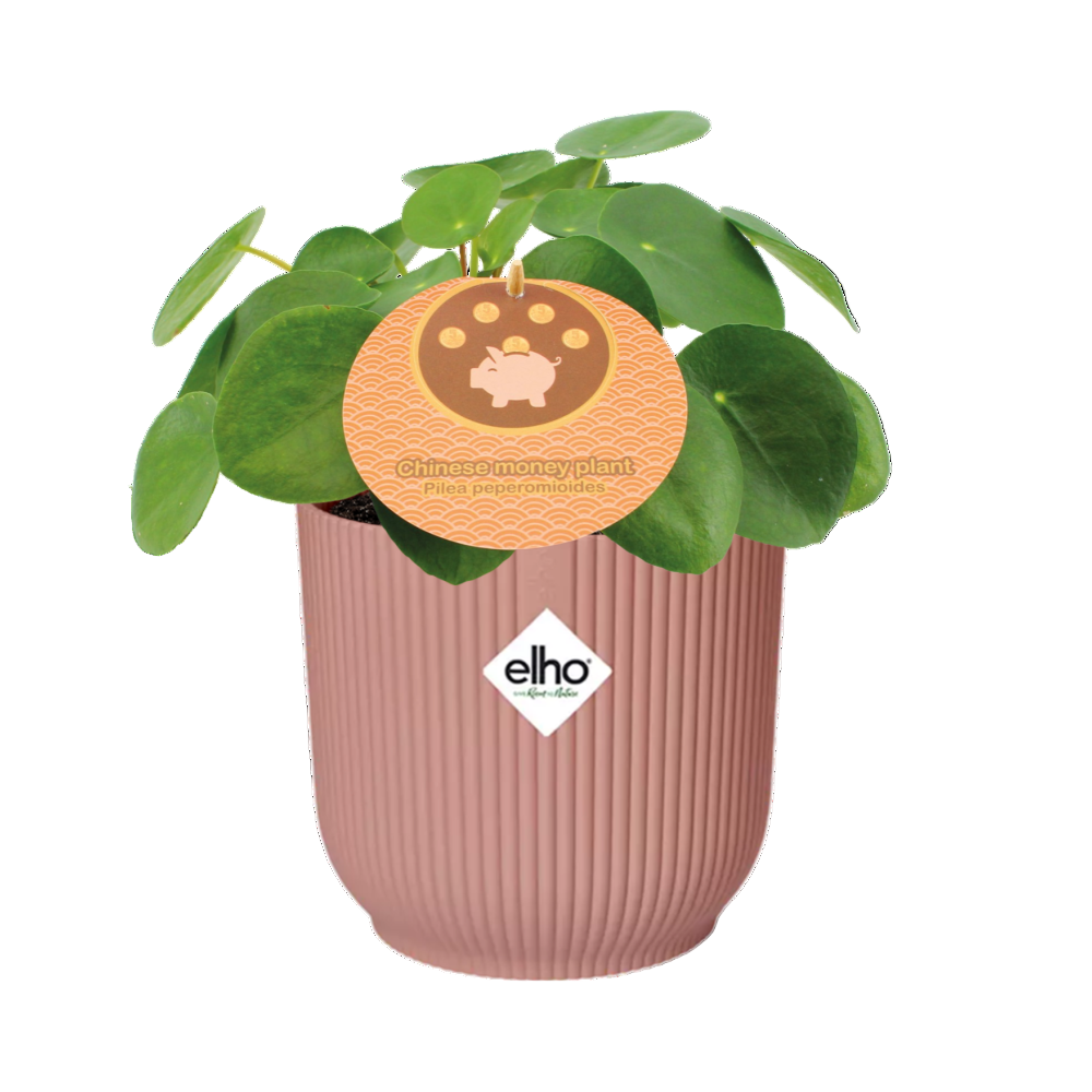 Pilea peperomioides + Sierpot