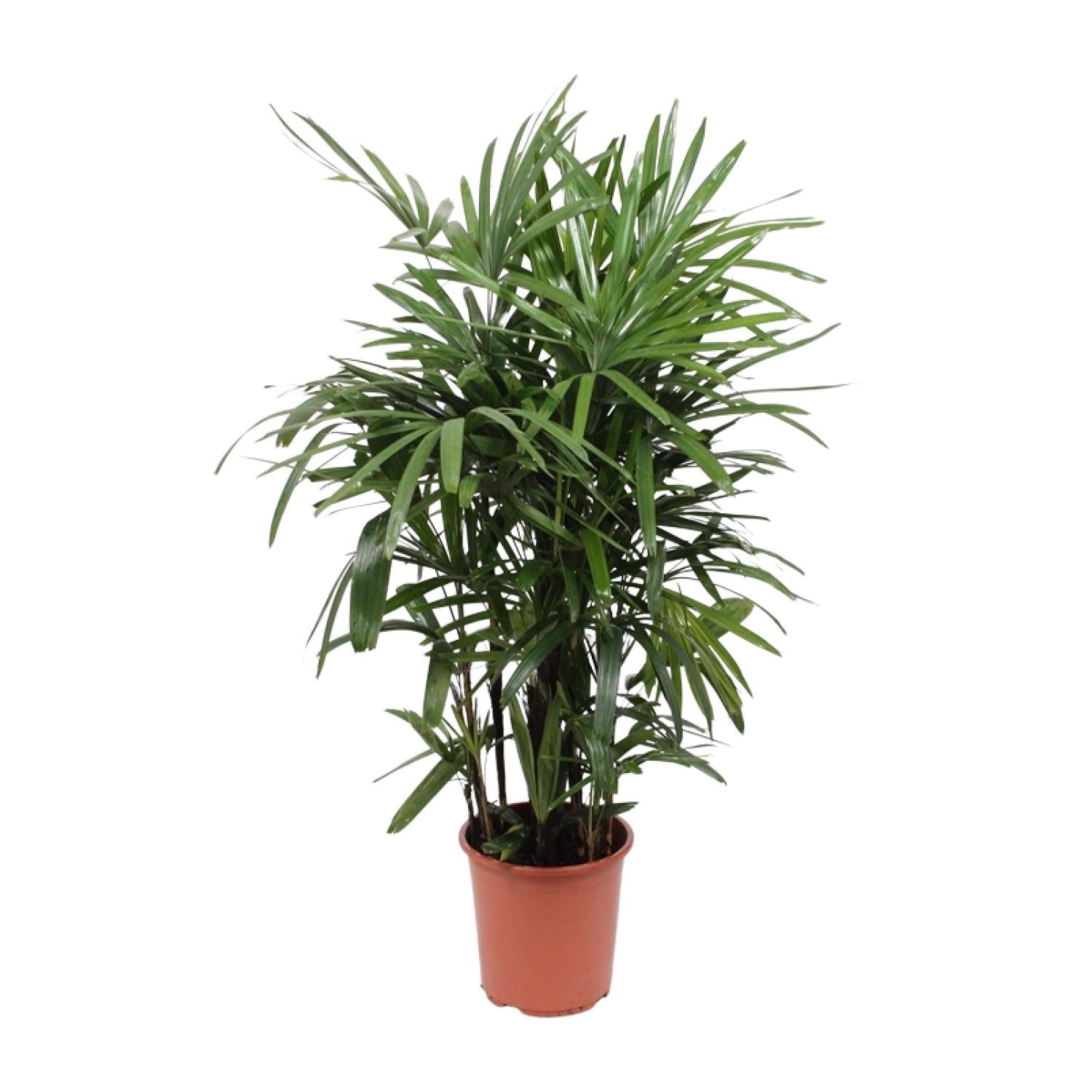 Rhapis excelsa – Groot