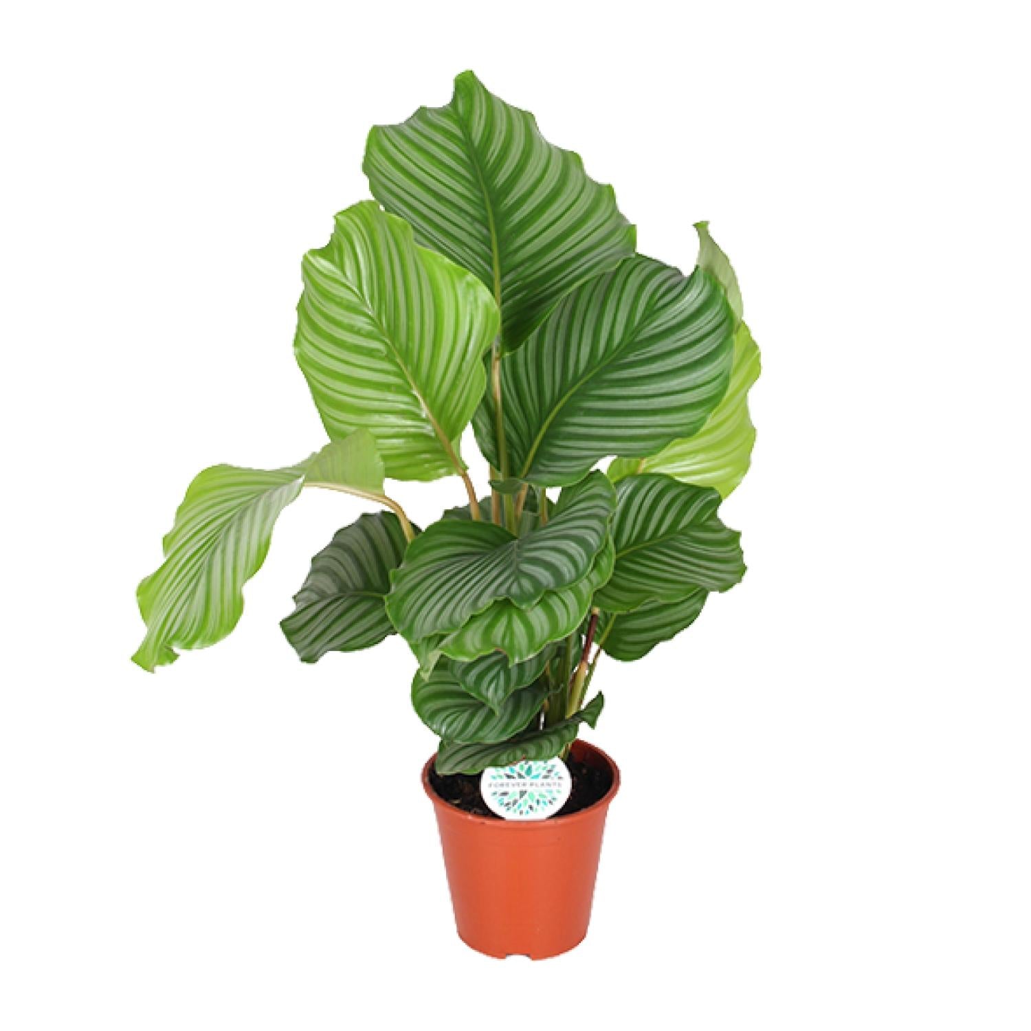 Calathea ‘Orbifolia’ – Groot