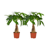 Pachira Aquatica (S) x 2 - Combo Deal