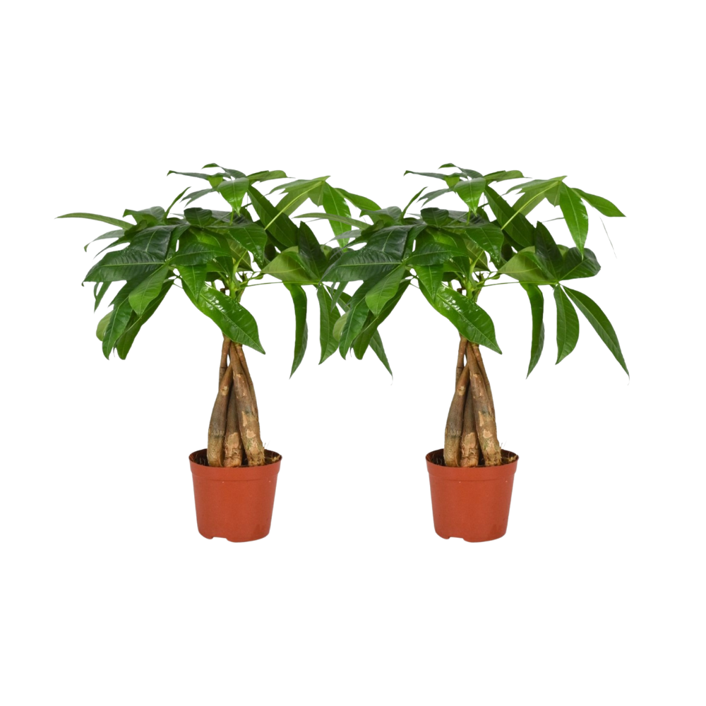 Pachira aquatica (S) x 2 – Voordeelset