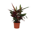 Calathea 'Stripestar' - Medium