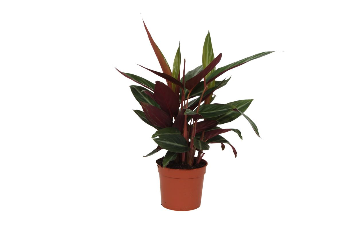 Calathea ‘Stripestar’ – Medium