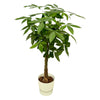 Pachira aquatica (XXL) + Sierpot