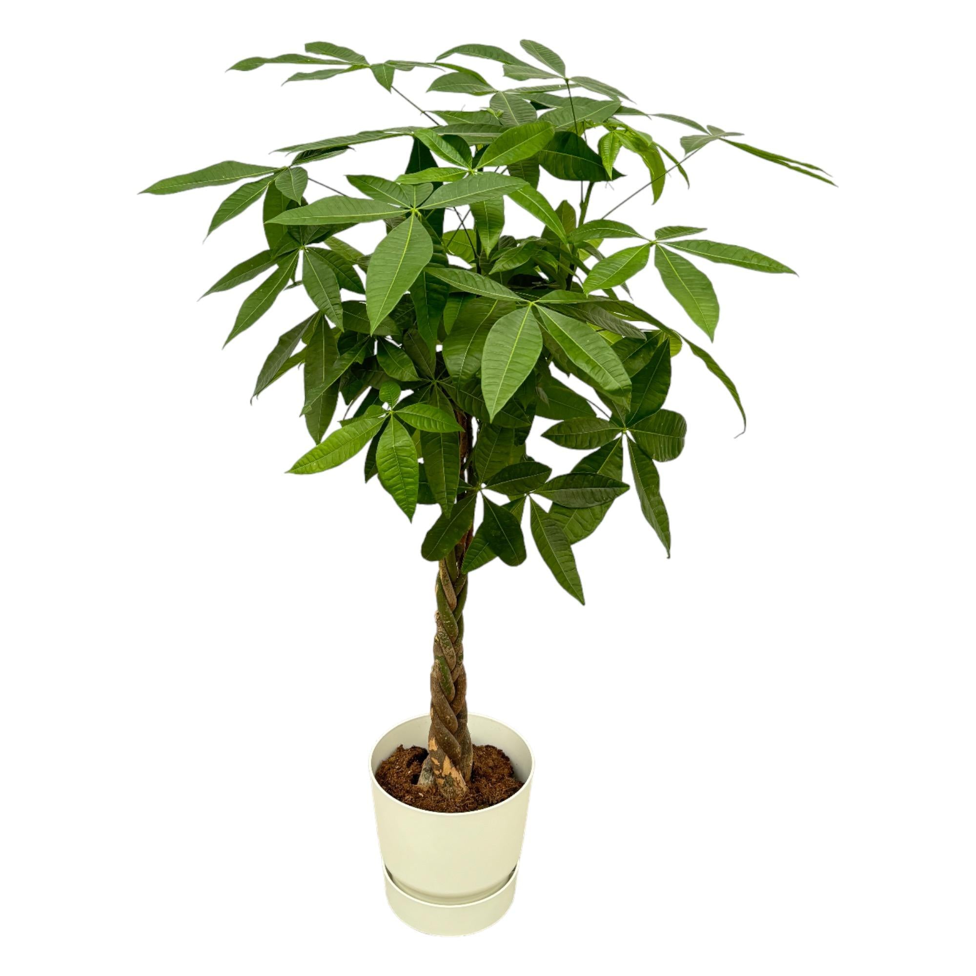 Pachira aquatica (XXL) + Sierpot