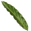 Calathea 'Wavestar'