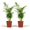 Chamaedorea elegans (L) × 2 – Voordeelset