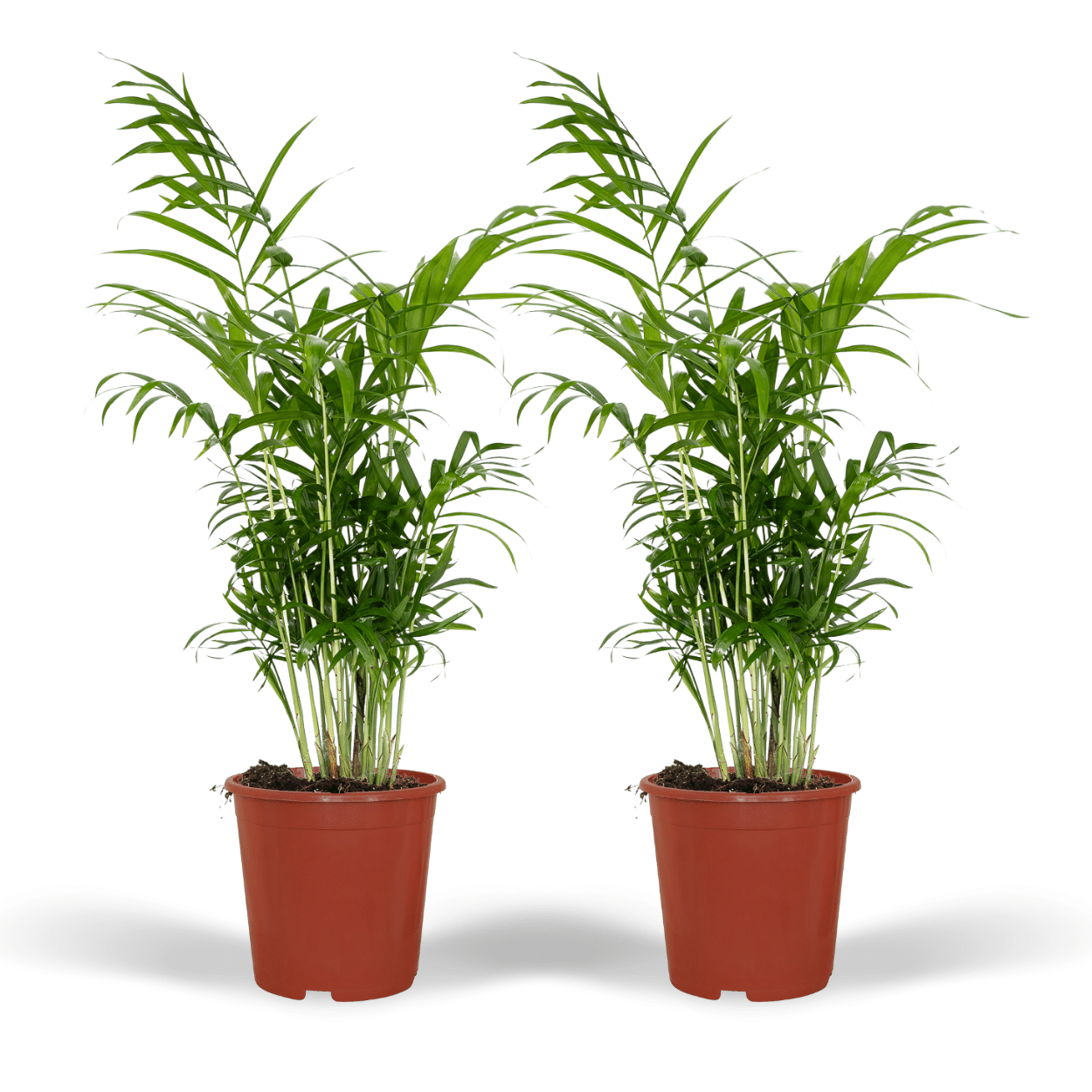 Chamaedorea elegans (L) × 2 – Voordeelset