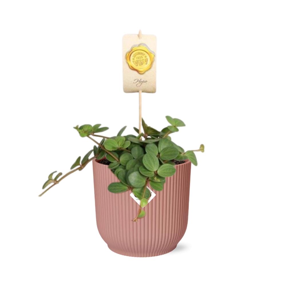 Peperomia ‘Hope’ + Sierpot