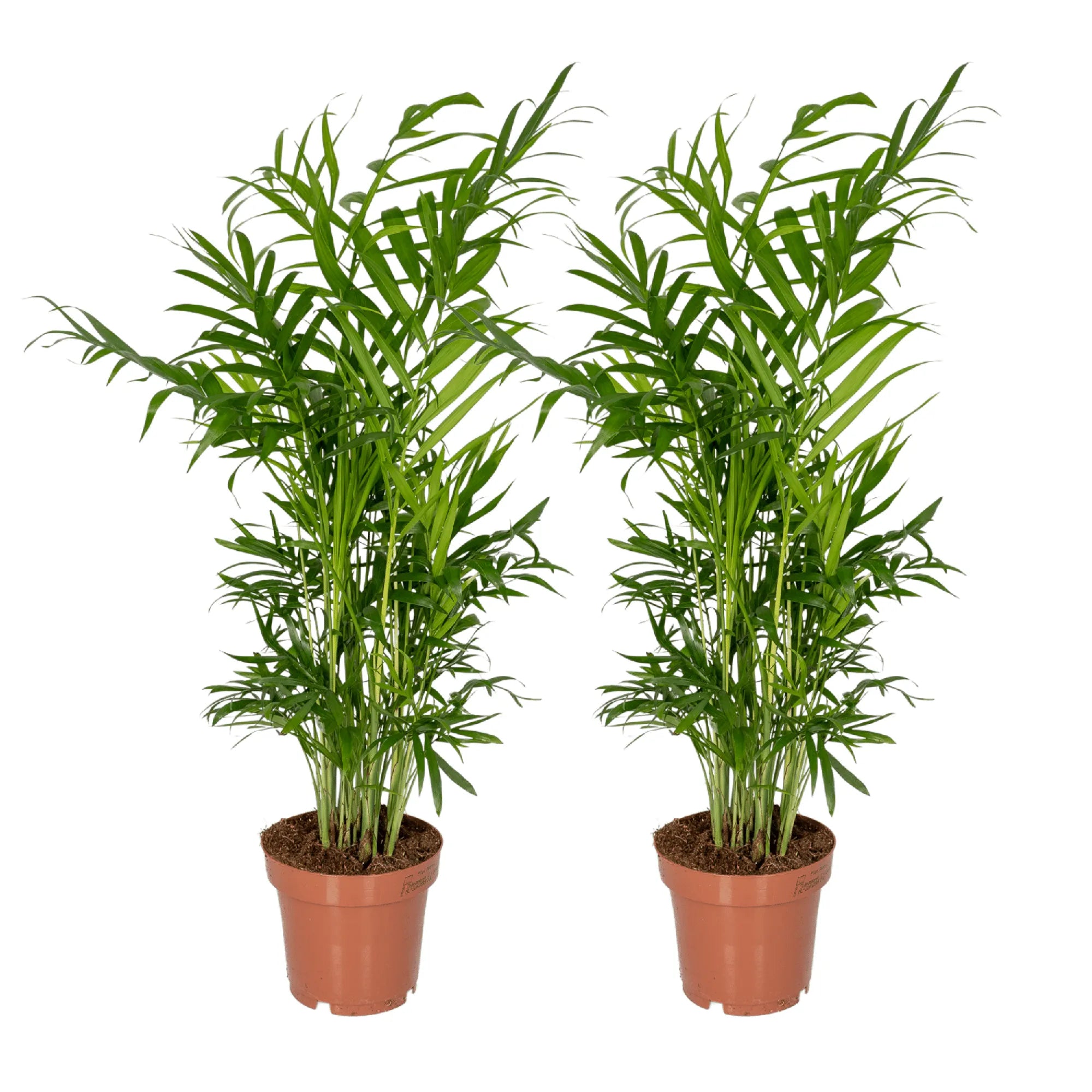 Chamaedorea elegans (S) × 2 – Voordeelset