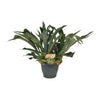 Platycerium Bifurcatum - Large
