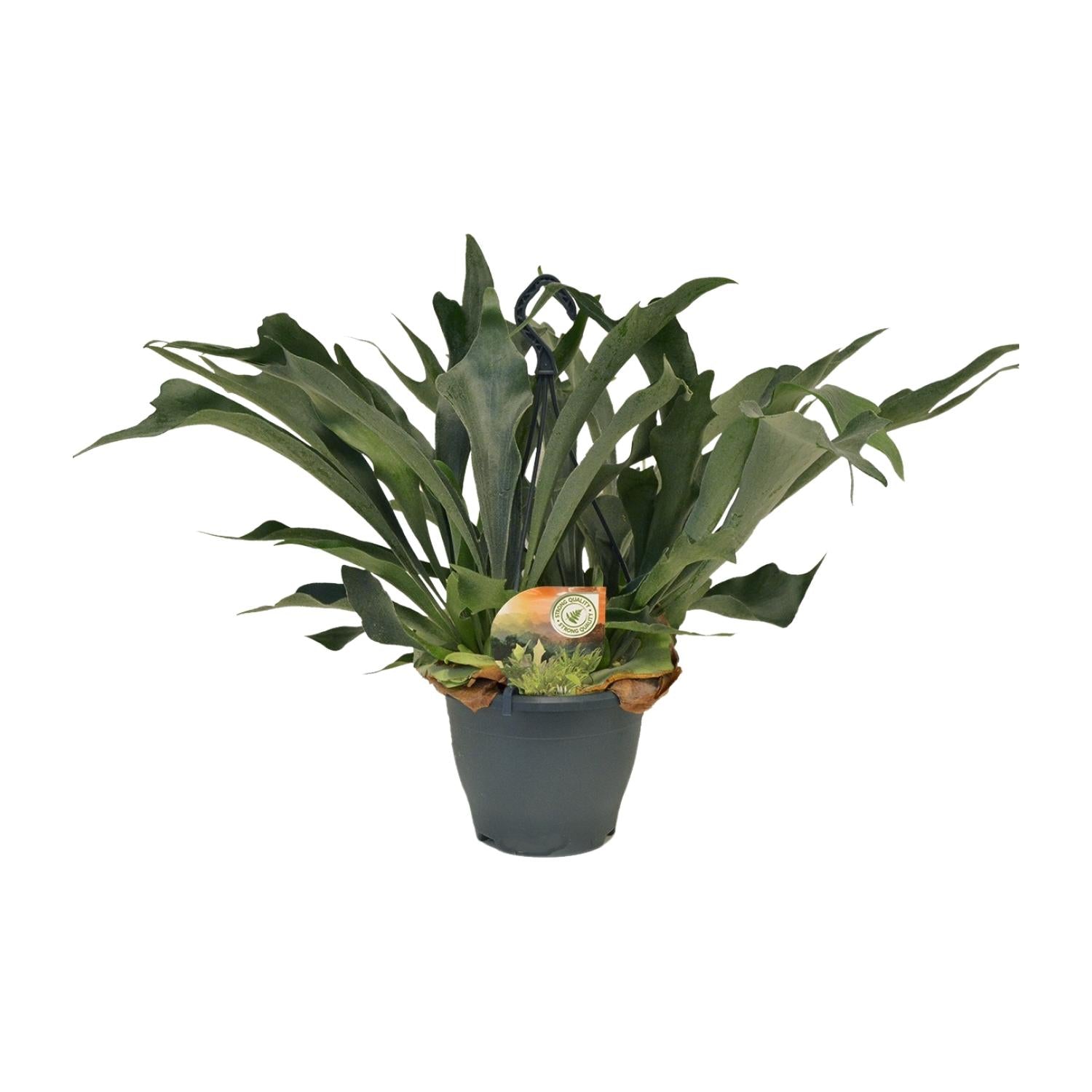 Platycerium bifurcatum – Groot