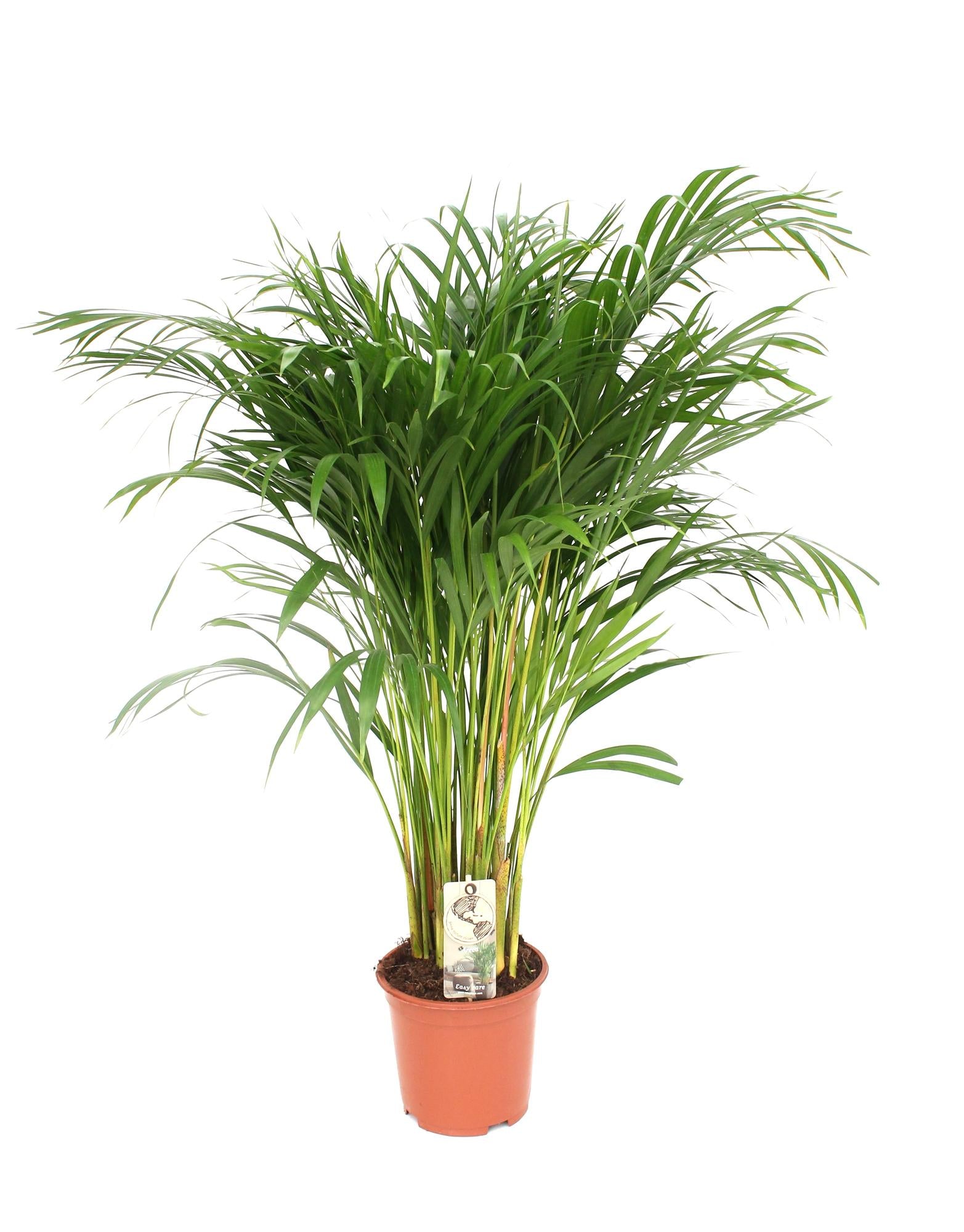 Dypsis lutescens – Medium