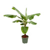Bananenplant (Musa) – Extra Groot