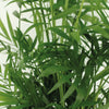 Chamaedorea elegans (L) × 2 – Voordeelset