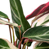 Stromanthe ‘Triostar’ - Large