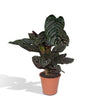 Calathea 'Ornata' - X-Large