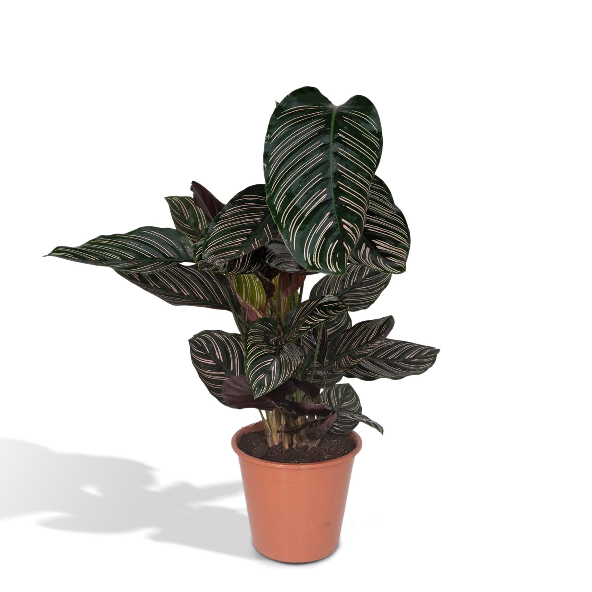 Calathea ‘Ornata’ – Extra Groot