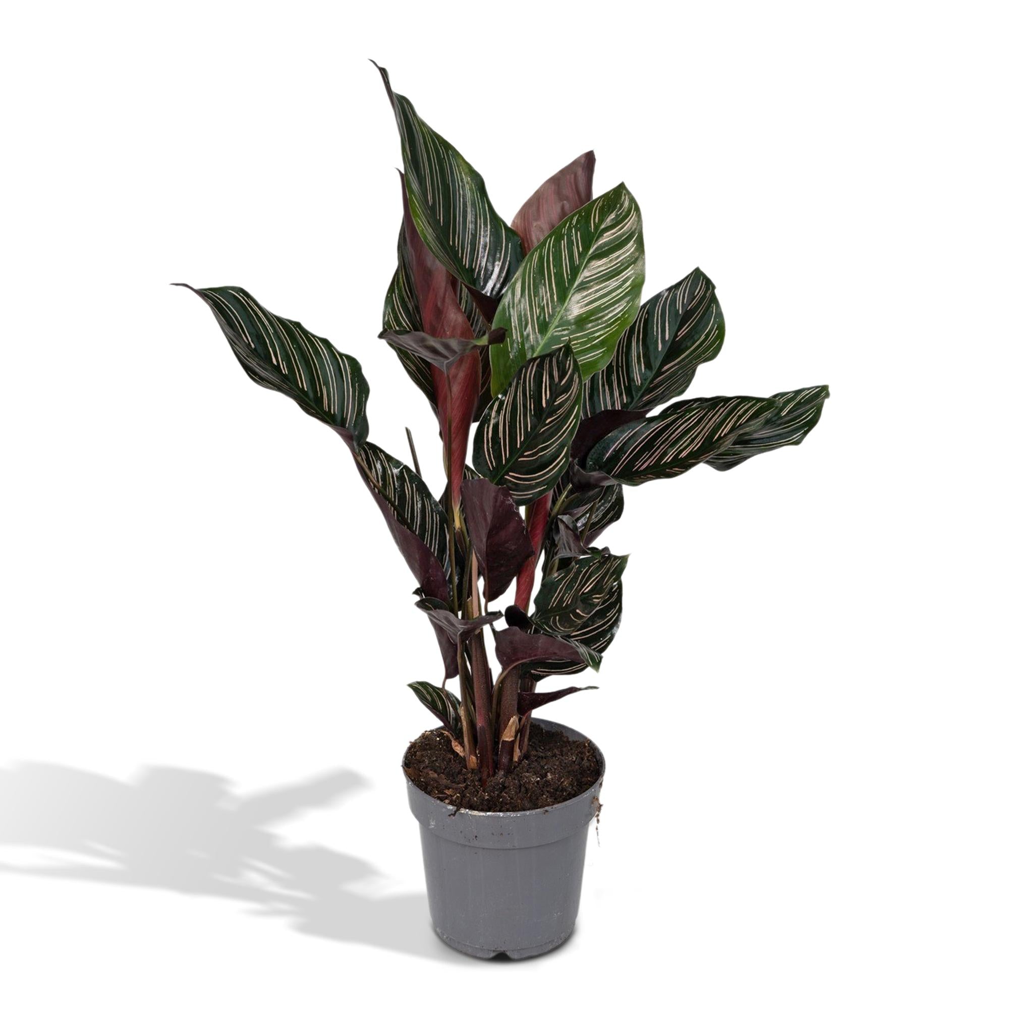 Calathea ‘Ornata’ – Groot
