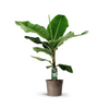 Bananenplant (Musa) – Groot