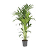 Howea forsteriana – XXL