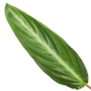 Calathea 'Stripestar' - Medium