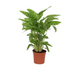 Calathea ‘Leopardina’