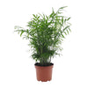 Chamaedorea elegans – Medium