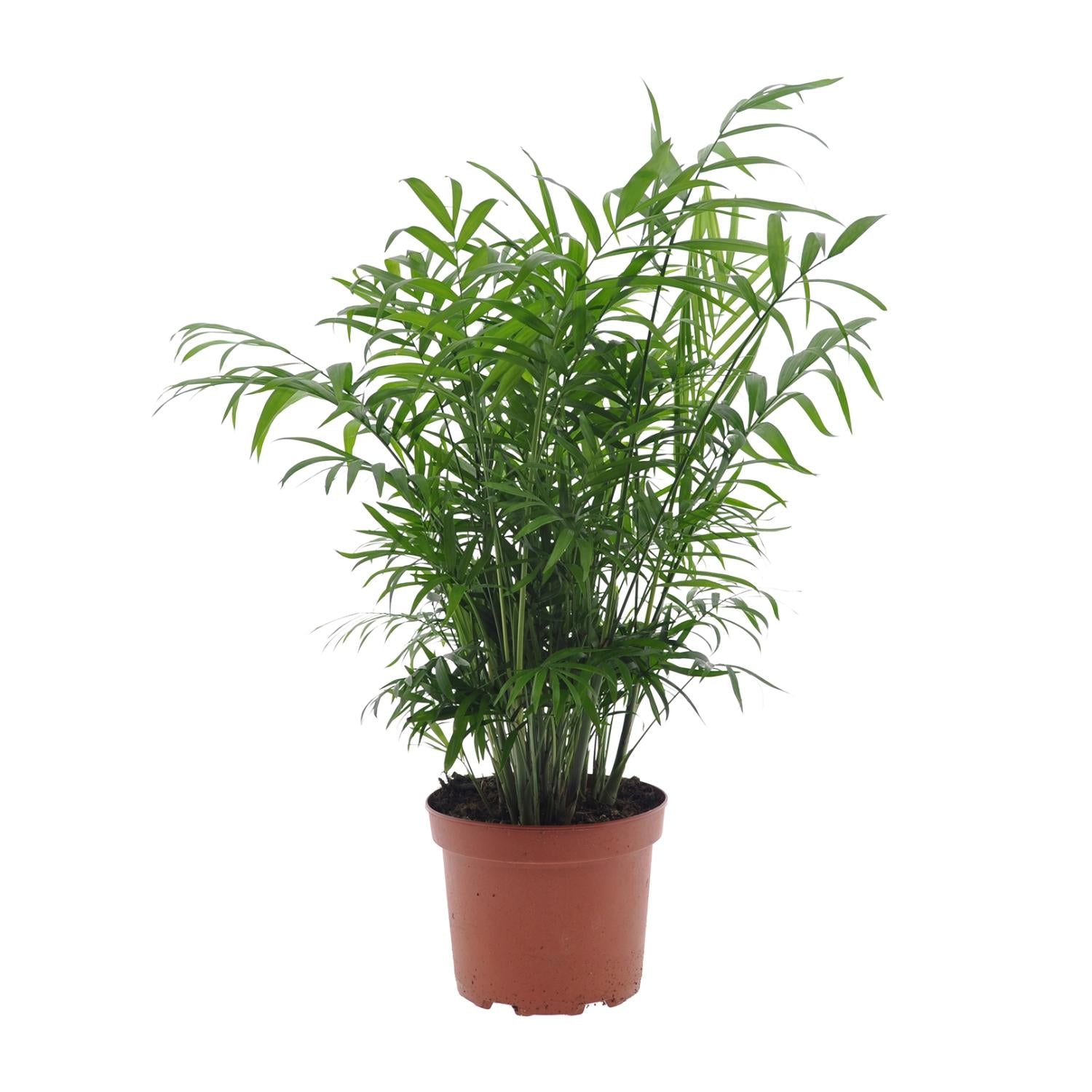 Chamaedorea elegans – Medium