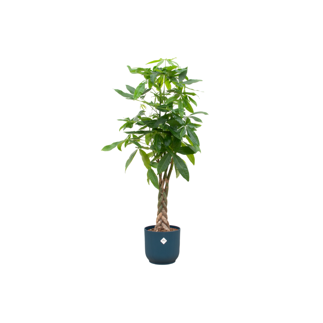 Pachira aquatica (XL) + Sierpot
