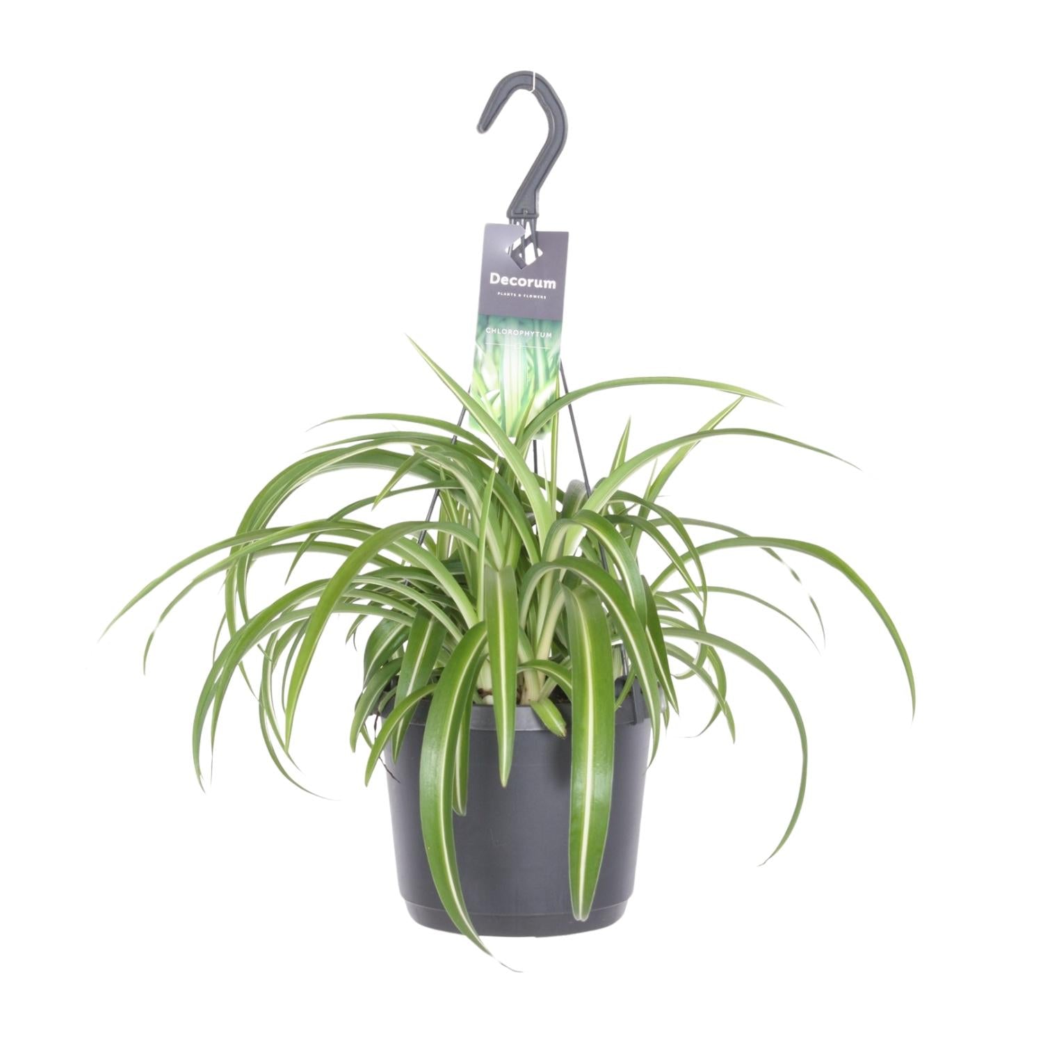 Chlorophytum comosum (Hangpot)