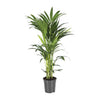 Howea forsteriana – Groot