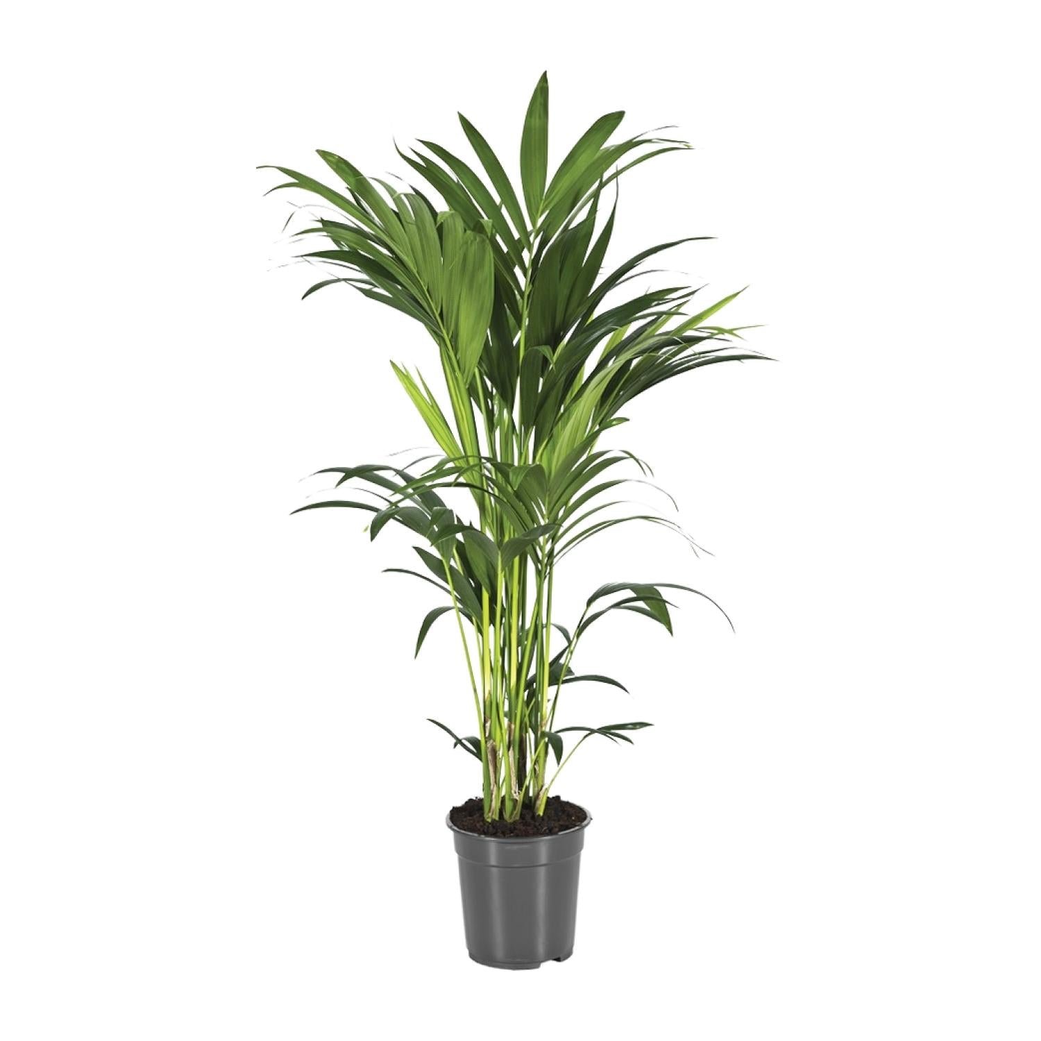 Howea forsteriana – Groot